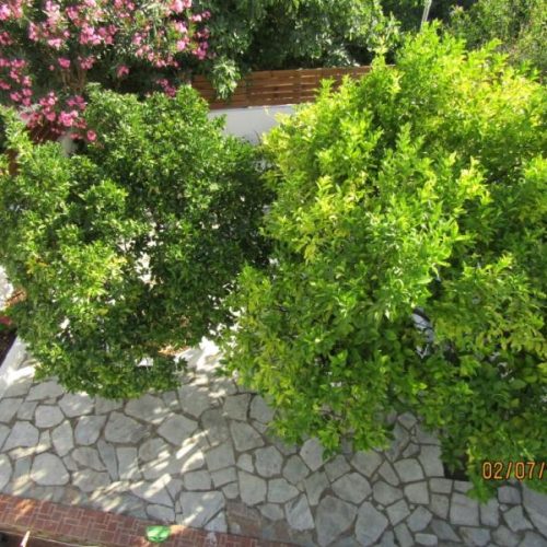 13778-ENOIKIAZOMENA-DOMATIA-–-KATOIKIES-ENOIKIAZOMENA-DOMATIA-ALKMINI---SKIATHOS---DIAMONI-SKIATHOS-IMG_1612