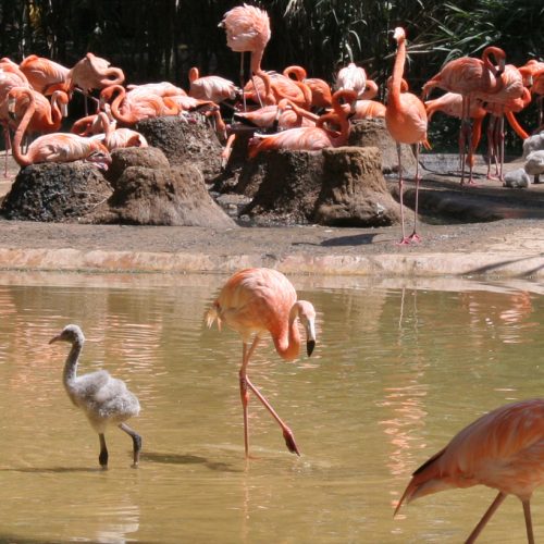 Phoenicopterus ruber1