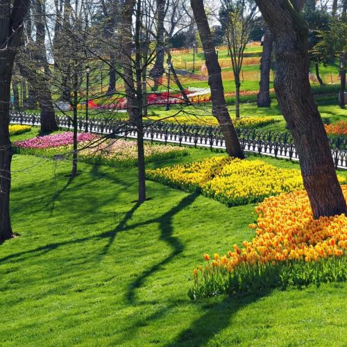 Tulip+planted+in+various+colours+at+Emirgan+Park+Istabul+